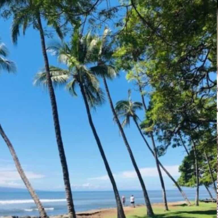 Palm trees on a beach in Maui.