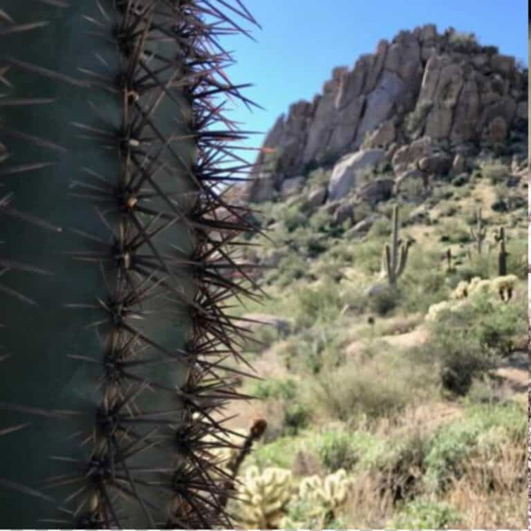 Cactus and Pheonix terrain.